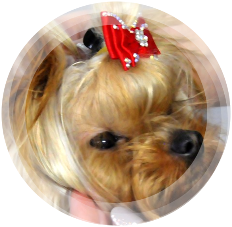 Chihuahua & Yorkshire Terrier Hodowla Stella Poli Chihuahua & Yorkshire Terrier Hodowla Stella Poli