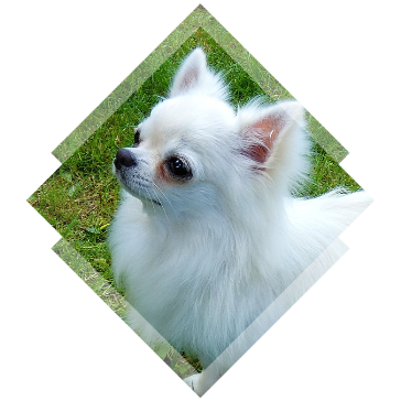 Hodowla Chihuahua & Yorkshire Terrier