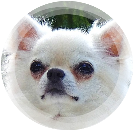 Chihuahua & Yorkshire Terrier Hodowla Stella Poli